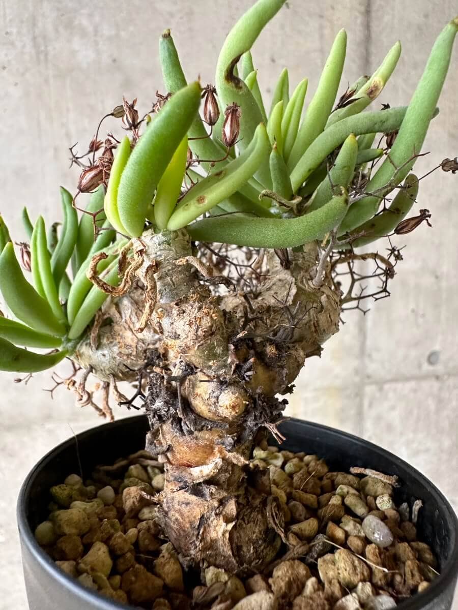 【現品限り】チレコドン・レティキュラーツス 万物想 挿し木 発根済み【P57】 Tylecodon reticulatus