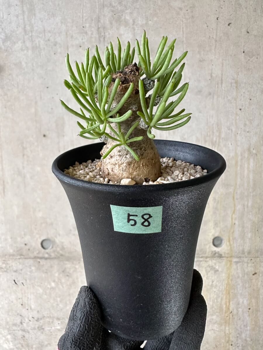 【現品限り】チレコドン・ペアルソニー 現地株 発根済み【P58】 Tylecodon pearsonii