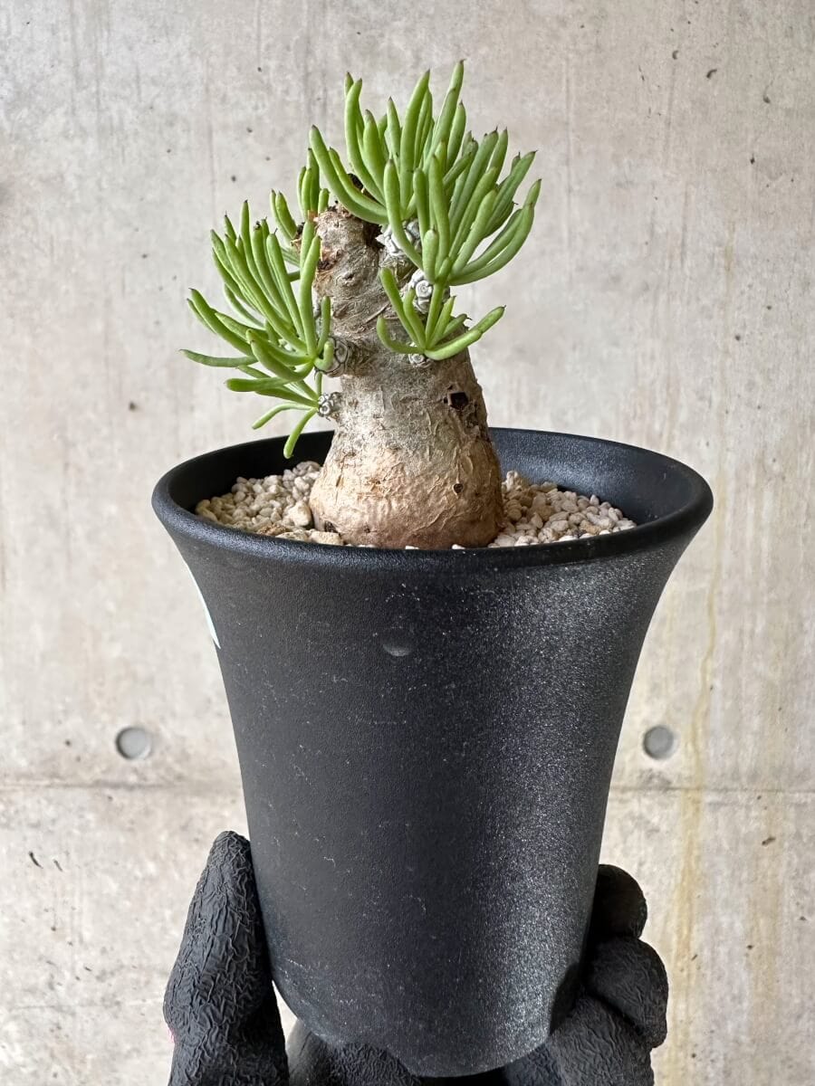 【現品限り】チレコドン・ペアルソニー 現地株 発根済み【P58】 Tylecodon pearsonii