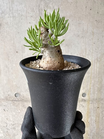 【現品限り】チレコドン・ペアルソニー 現地株 発根済み【P58】 Tylecodon pearsonii