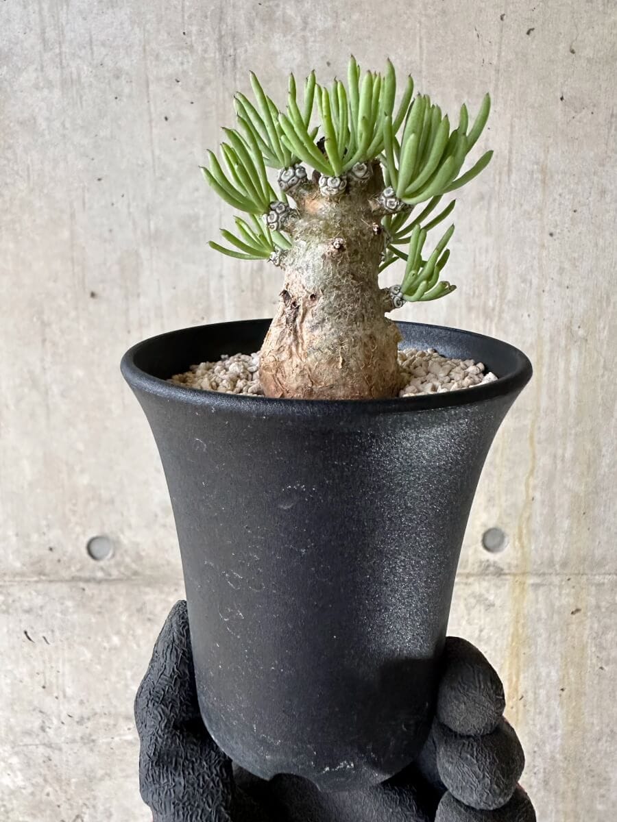 【現品限り】チレコドン・ペアルソニー 現地株 発根済み【P58】 Tylecodon pearsonii