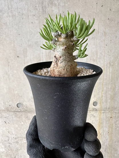 【現品限り】チレコドン・ペアルソニー 現地株 発根済み【P58】 Tylecodon pearsonii