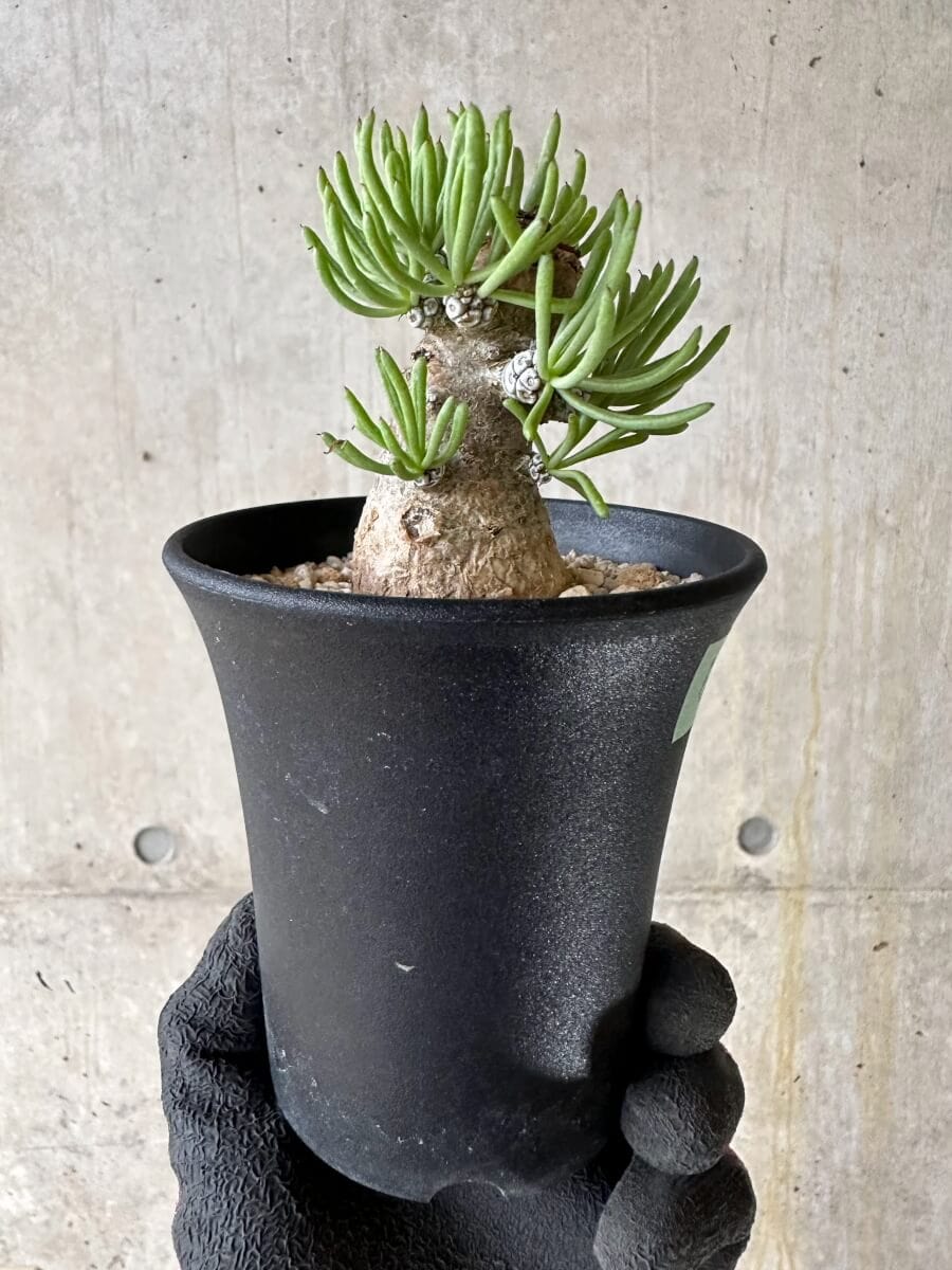 【現品限り】チレコドン・ペアルソニー 現地株 発根済み【P58】 Tylecodon pearsonii