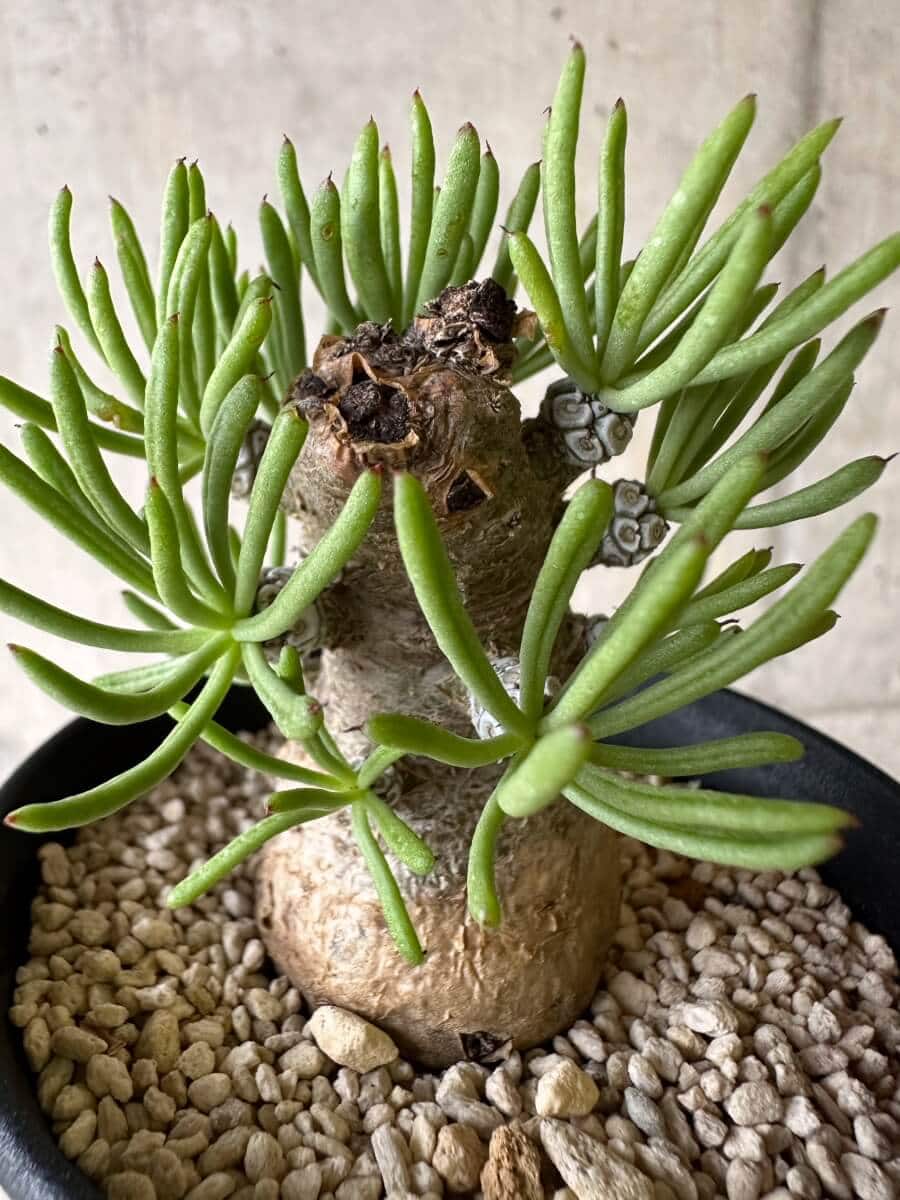 【現品限り】チレコドン・ペアルソニー 現地株 発根済み【P58】 Tylecodon pearsonii