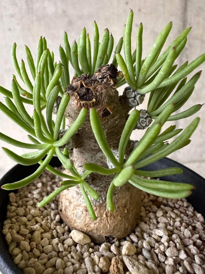 【現品限り】チレコドン・ペアルソニー 現地株 発根済み【P58】 Tylecodon pearsonii