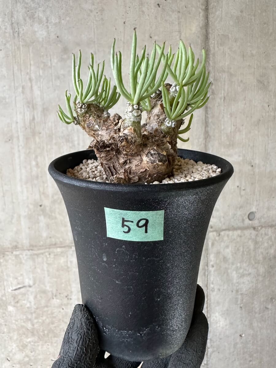 【現品限り】チレコドン・ペアルソニー 現地株 発根済み【P59】 Tylecodon pearsonii