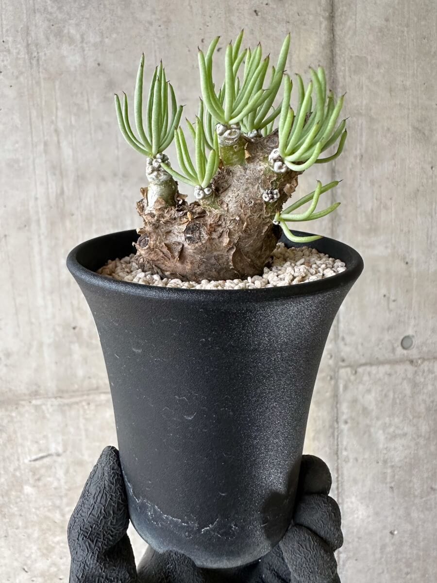 【現品限り】チレコドン・ペアルソニー 現地株 発根済み【P59】 Tylecodon pearsonii