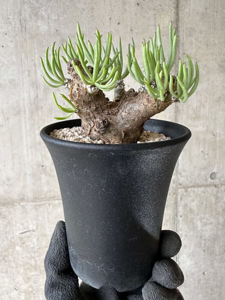 【現品限り】チレコドン・ペアルソニー 現地株 発根済み【P59】 Tylecodon pearsonii