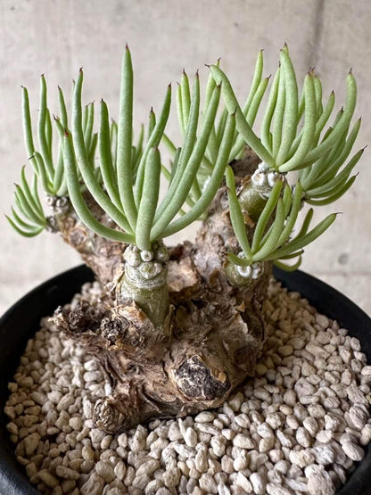 【現品限り】チレコドン・ペアルソニー 現地株 発根済み【P59】 Tylecodon pearsonii