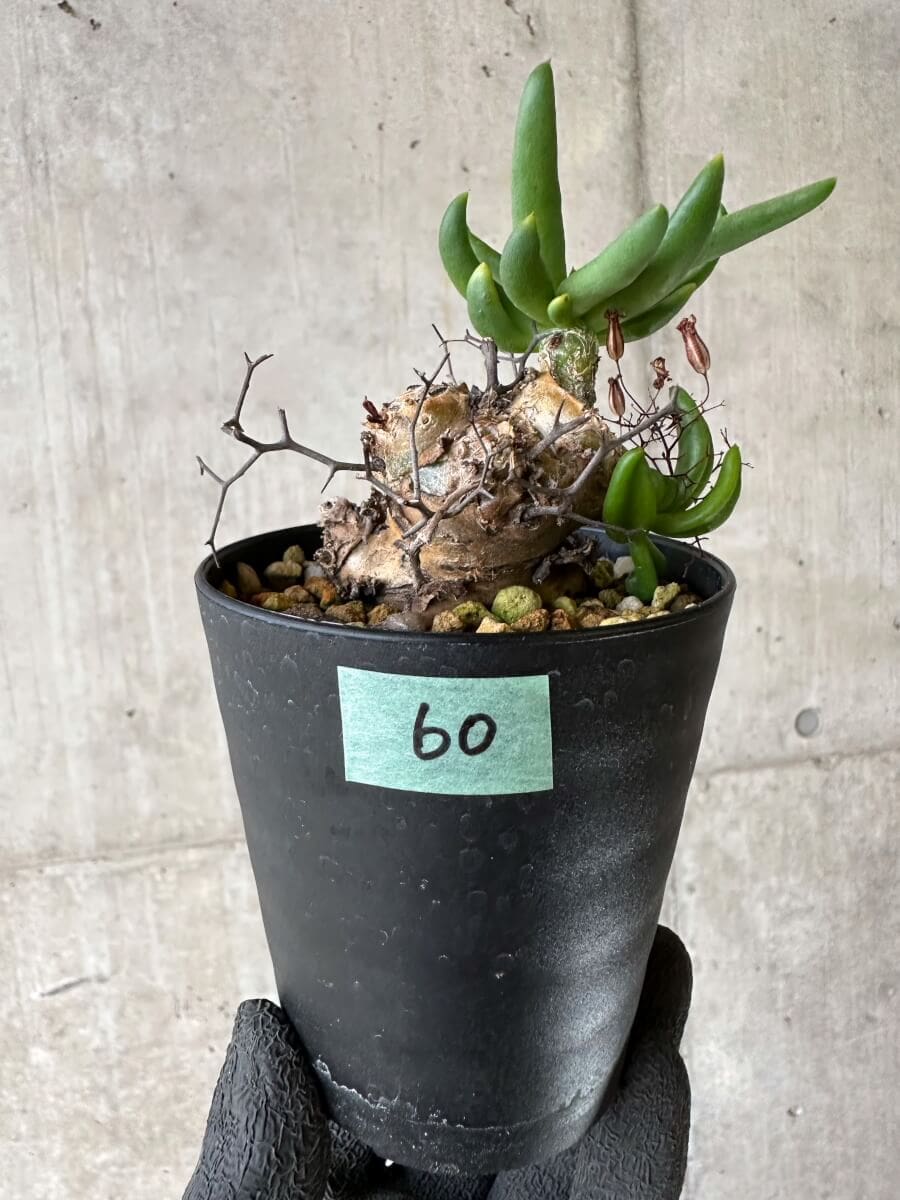 【現品限り】チレコドン・レティキュラーツス 万物想 挿し木 発根済み【P60】 Tylecodon reticulatus