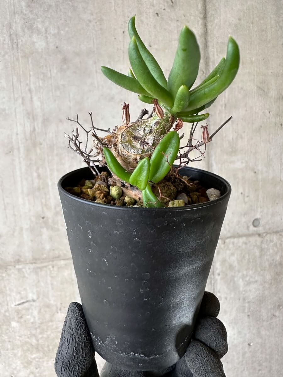 【現品限り】チレコドン・レティキュラーツス 万物想 挿し木 発根済み【P60】 Tylecodon reticulatus