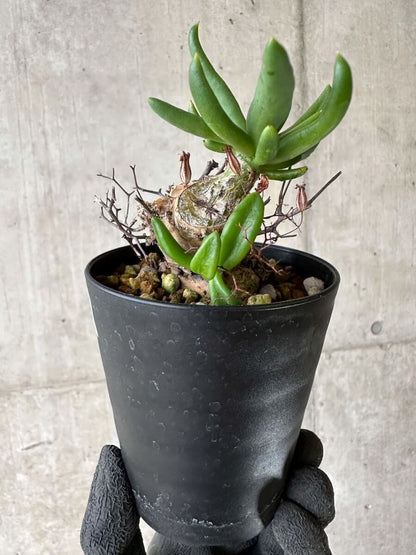 【現品限り】チレコドン・レティキュラーツス 万物想 挿し木 発根済み【P60】 Tylecodon reticulatus