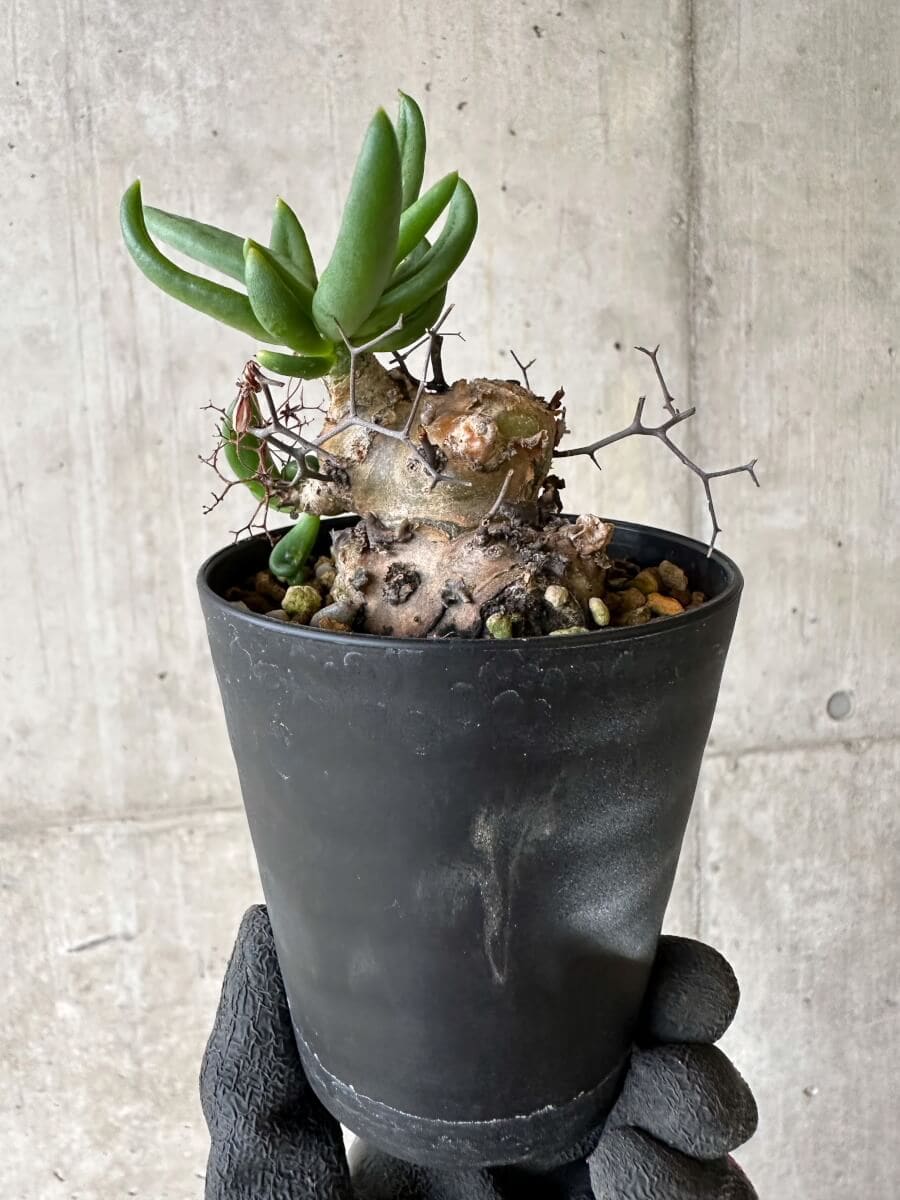 【現品限り】チレコドン・レティキュラーツス 万物想 挿し木 発根済み【P60】 Tylecodon reticulatus