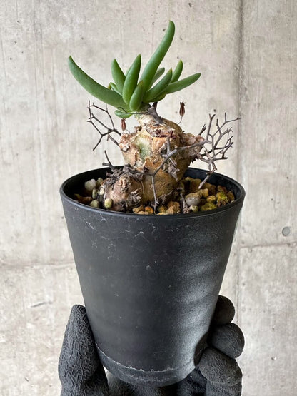 【現品限り】チレコドン・レティキュラーツス 万物想 挿し木 発根済み【P60】 Tylecodon reticulatus