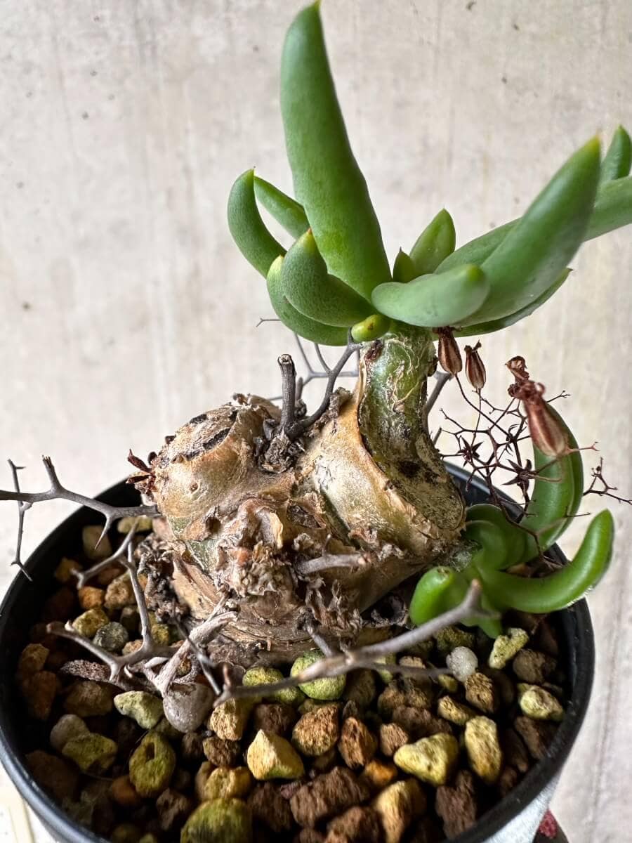 【現品限り】チレコドン・レティキュラーツス 万物想 挿し木 発根済み【P60】 Tylecodon reticulatus