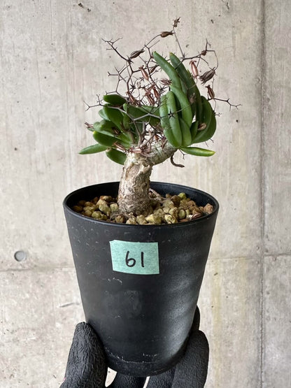 【現品限り】チレコドン・レティキュラーツス 万物想 挿し木 発根済み【P61】 Tylecodon reticulatus
