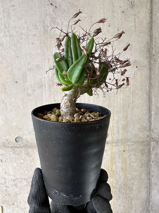 【現品限り】チレコドン・レティキュラーツス 万物想 挿し木 発根済み【P61】 Tylecodon reticulatus