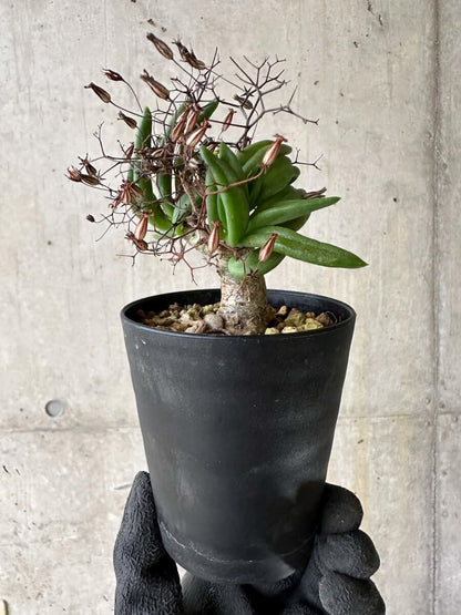 【現品限り】チレコドン・レティキュラーツス 万物想 挿し木 発根済み【P61】 Tylecodon reticulatus