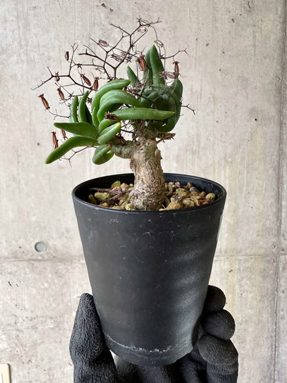 【現品限り】チレコドン・レティキュラーツス 万物想 挿し木 発根済み【P61】 Tylecodon reticulatus