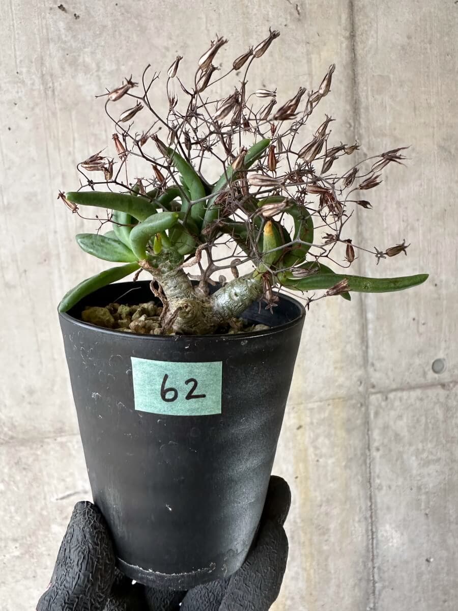 【現品限り】チレコドン・レティキュラーツス 万物想 挿し木 発根済み【P62】 Tylecodon reticulatus