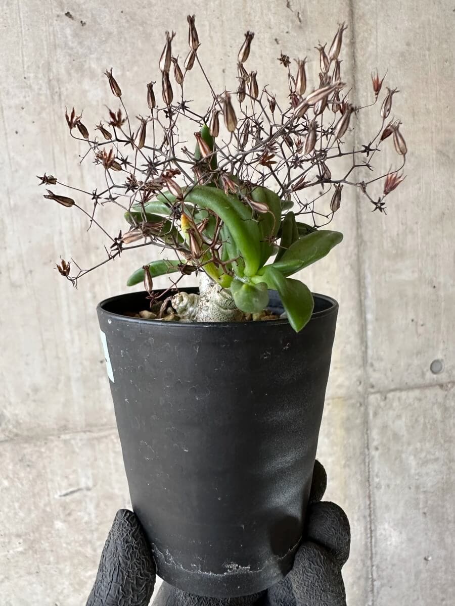 【現品限り】チレコドン・レティキュラーツス 万物想 挿し木 発根済み【P62】 Tylecodon reticulatus