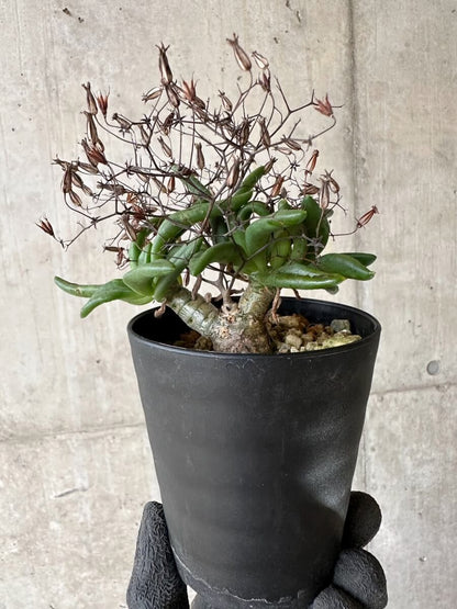 【現品限り】チレコドン・レティキュラーツス 万物想 挿し木 発根済み【P62】 Tylecodon reticulatus