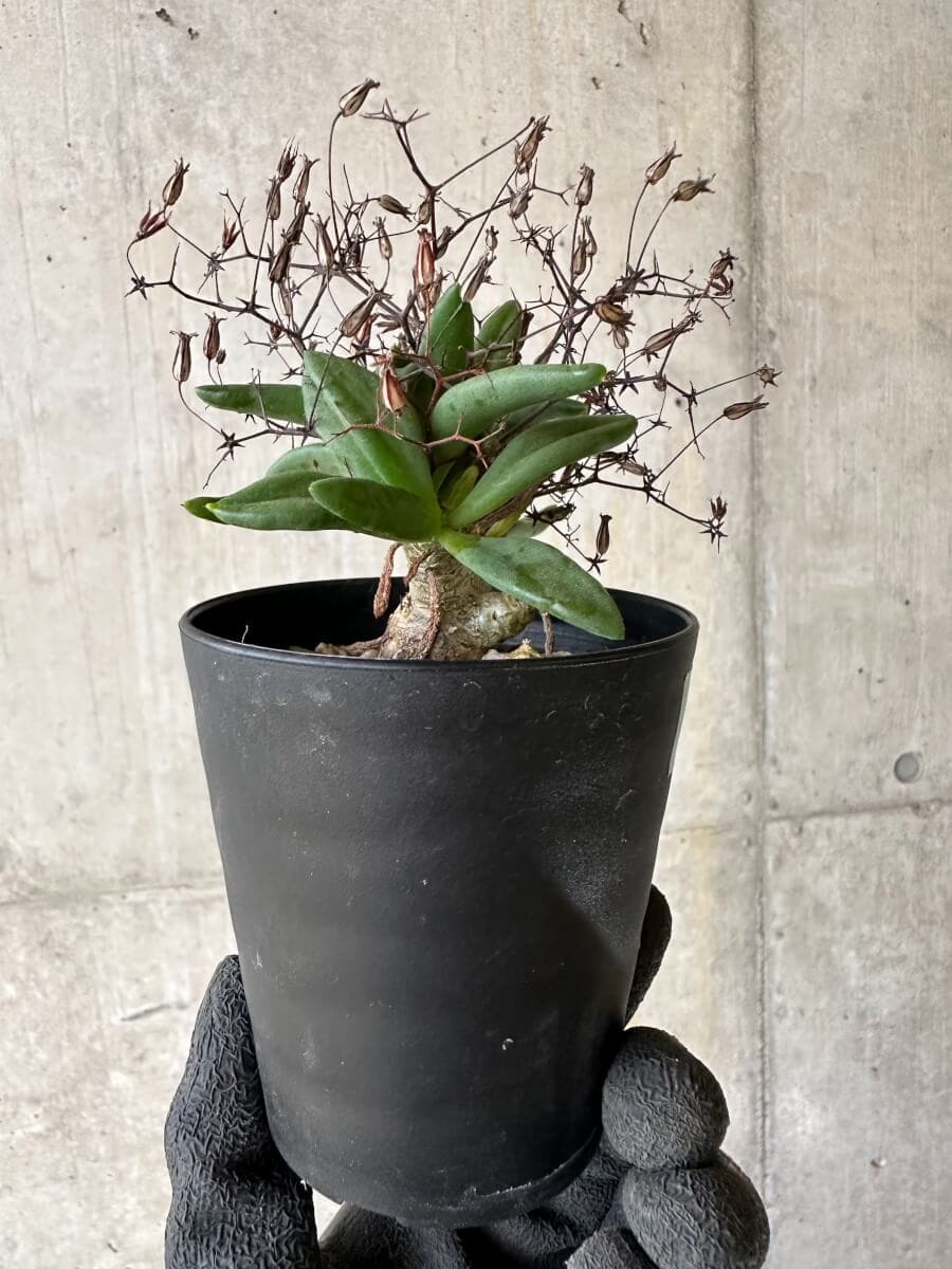 【現品限り】チレコドン・レティキュラーツス 万物想 挿し木 発根済み【P62】 Tylecodon reticulatus