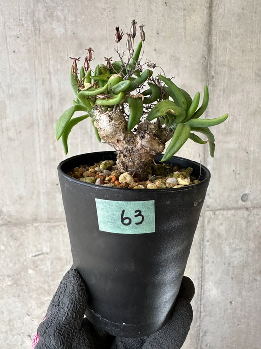 【現品限り】チレコドン・レティキュラーツス 万物想 挿し木 発根済み【P63】 Tylecodon reticulatus