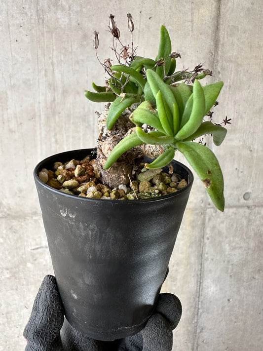 【現品限り】チレコドン・レティキュラーツス 万物想 挿し木 発根済み【P63】 Tylecodon reticulatus