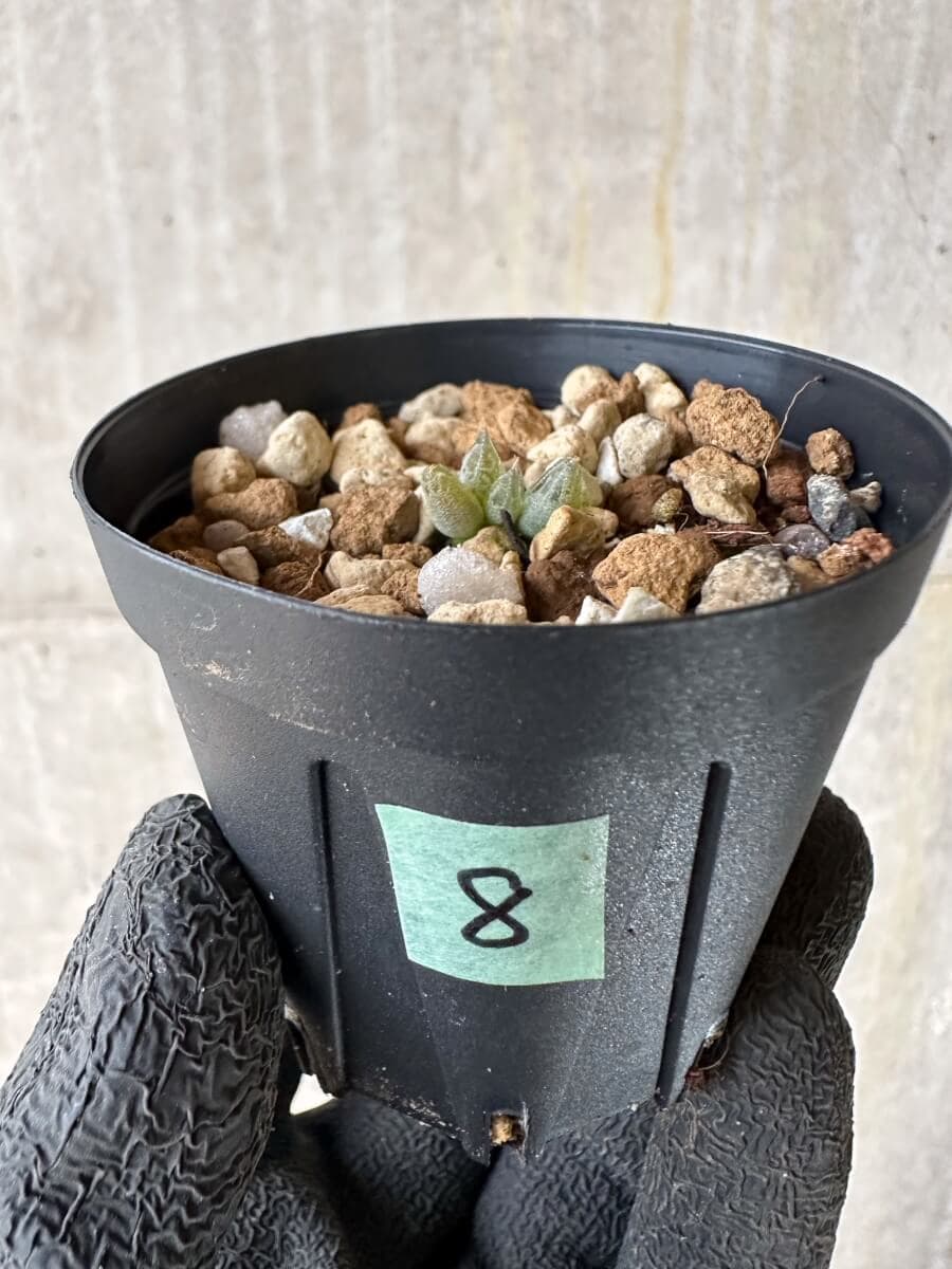 【現品限り】ブルビネ・ロリータ【P8】 Bulbine lolita