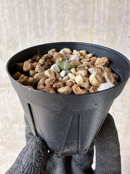 【現品限り】ブルビネ・ロリータ【P8】 Bulbine lolita