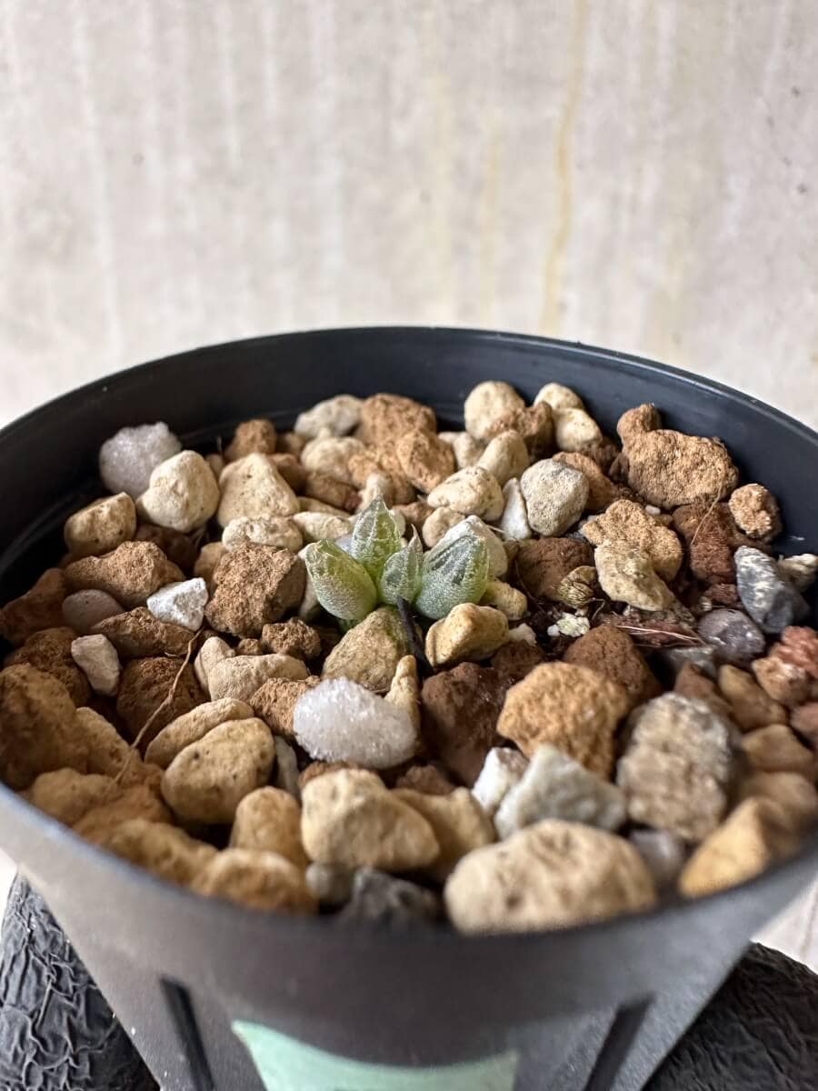 【現品限り】ブルビネ・ロリータ【P8】 Bulbine lolita