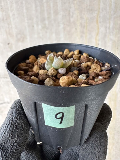 【現品限り】ブルビネ・ロリータ【P9】 Bulbine lolita