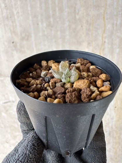 【現品限り】ブルビネ・ロリータ【P9】 Bulbine lolita