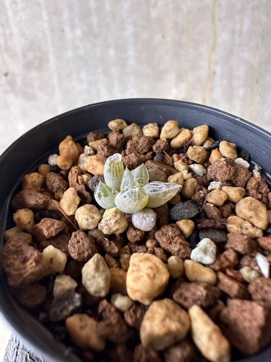 【現品限り】ブルビネ・ロリータ【P9】 Bulbine lolita