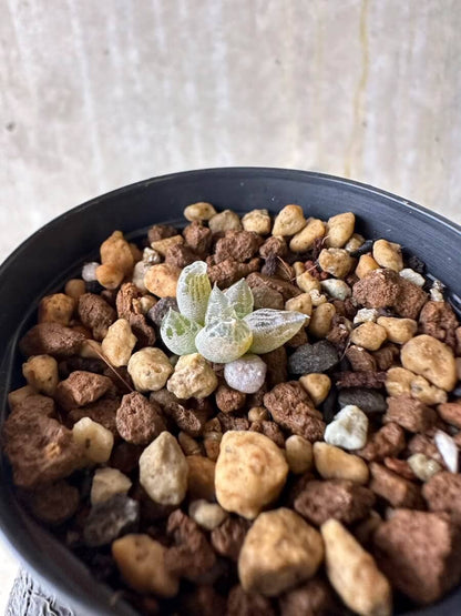 【現品限り】ブルビネ・ロリータ【P9】 Bulbine lolita