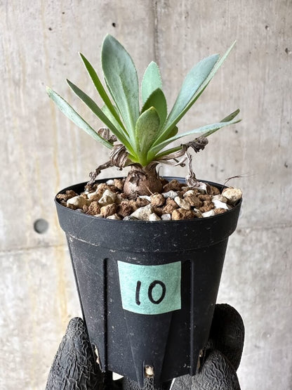 【現品限り】オトンナ・レトロルサ【Q10】 Othonna retrorsa