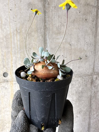 【現品限り】オトンナ・カカリオイデス 現地株 発根済み【Q11】 Othonna cacalioides