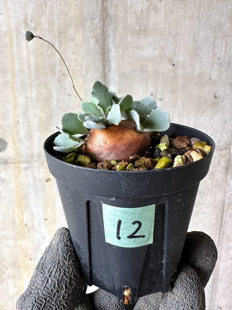 【現品限り】オトンナ・カカリオイデス 現地株 発根済み【Q12】 Othonna cacalioides