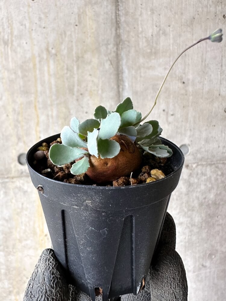 【現品限り】オトンナ・カカリオイデス 現地株 発根済み【Q12】 Othonna cacalioides