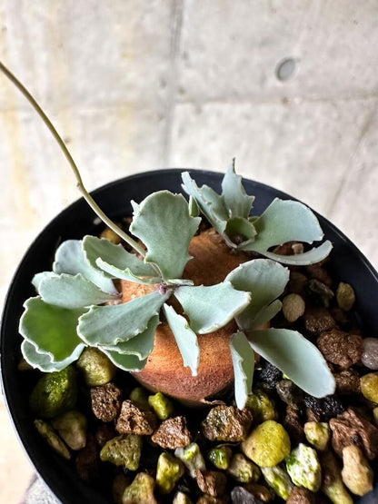 【現品限り】オトンナ・カカリオイデス 現地株 発根済み【Q12】 Othonna cacalioides