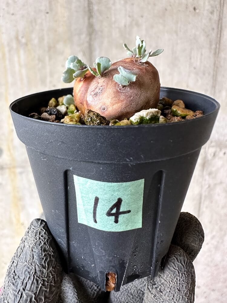 【現品限り】オトンナ・カカリオイデス 現地株 発根済み【Q14】 Othonna cacalioides