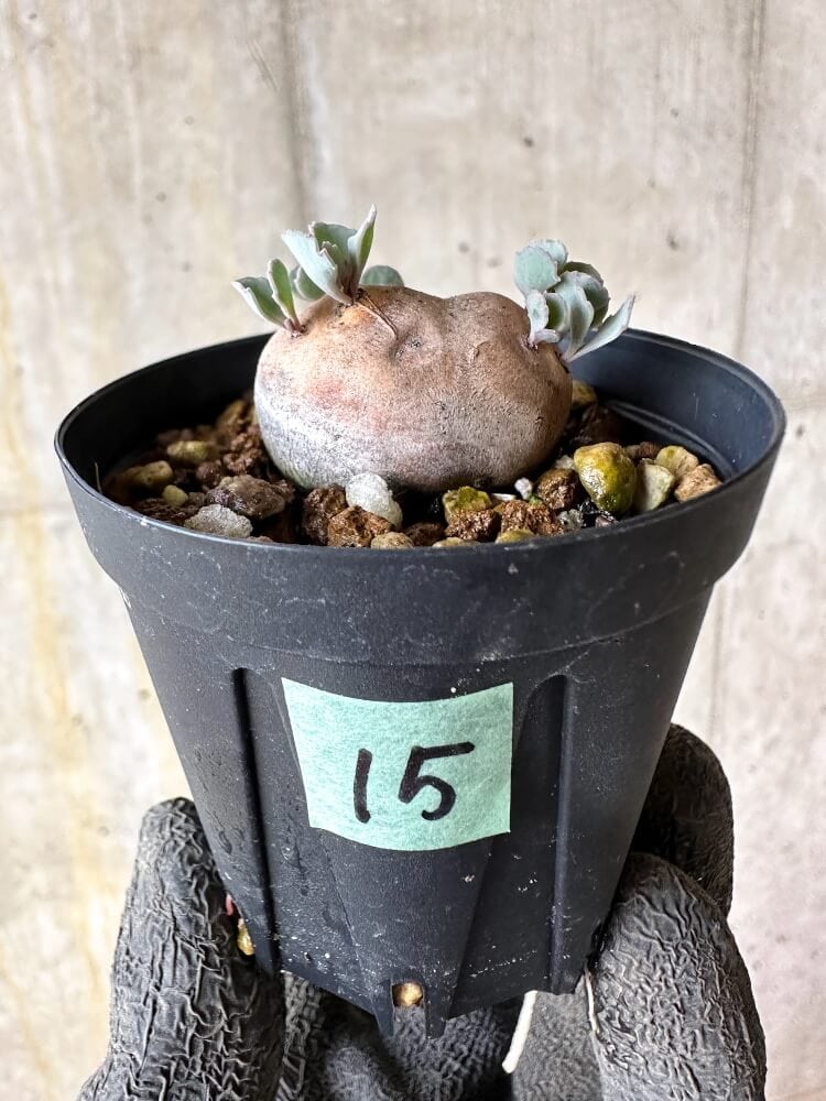 【現品限り】オトンナ・カカリオイデス 現地株 発根済み【Q15】 Othonna cacalioides