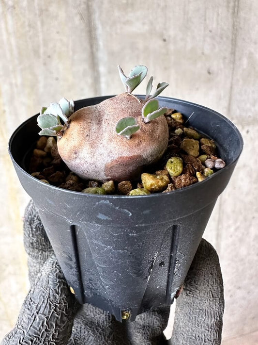 【現品限り】オトンナ・カカリオイデス 現地株 発根済み【Q15】 Othonna cacalioides