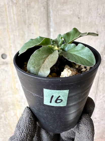 【現品限り】ペラルゴニウム・アウリツム【Q16】 Pelargonium auritum