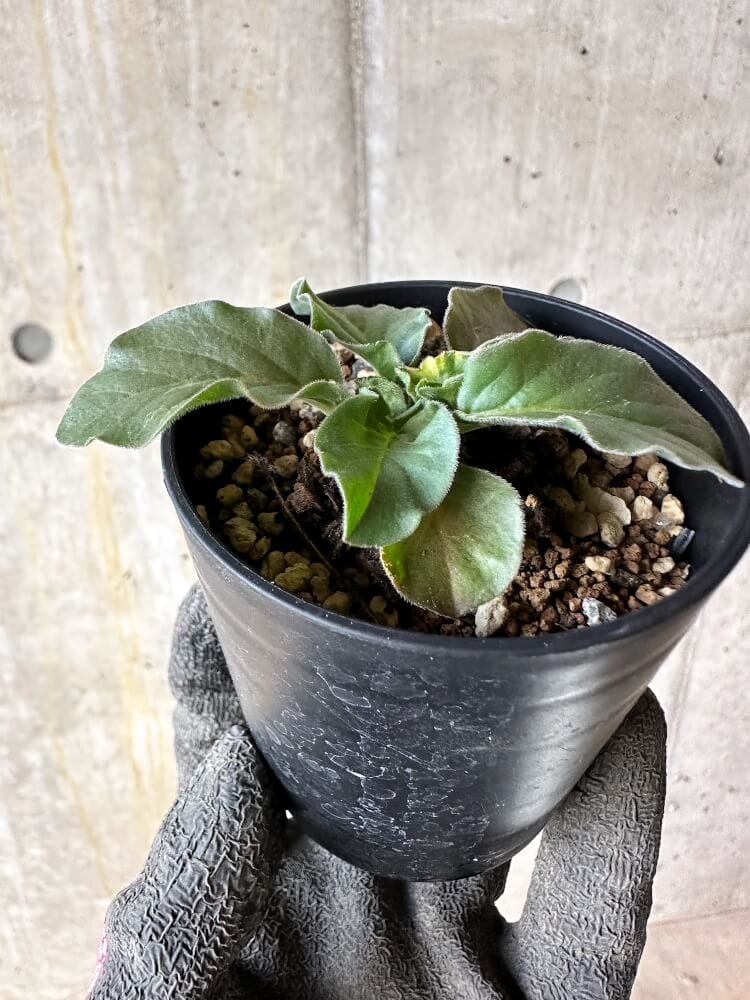 【現品限り】ペラルゴニウム・アウリツム【Q16】 Pelargonium auritum