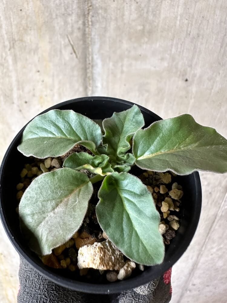 【現品限り】ペラルゴニウム・アウリツム【Q16】 Pelargonium auritum