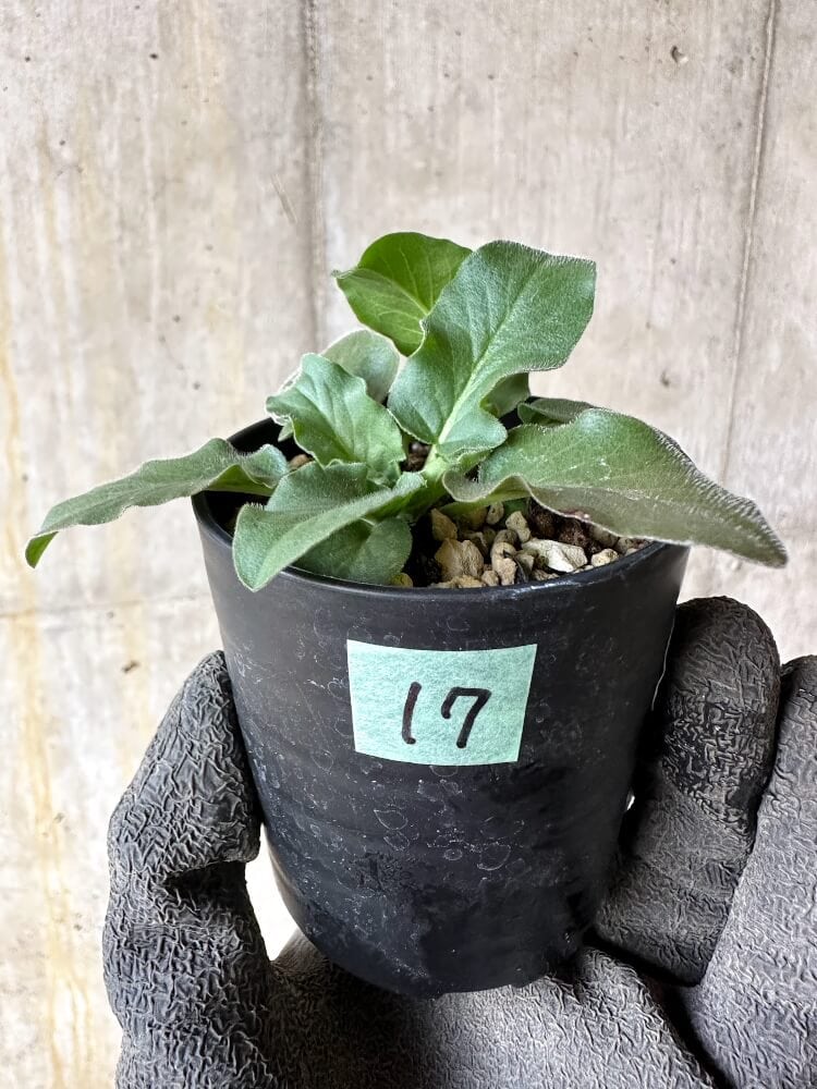 【現品限り】ペラルゴニウム・アウリツム【Q17】 Pelargonium auritum