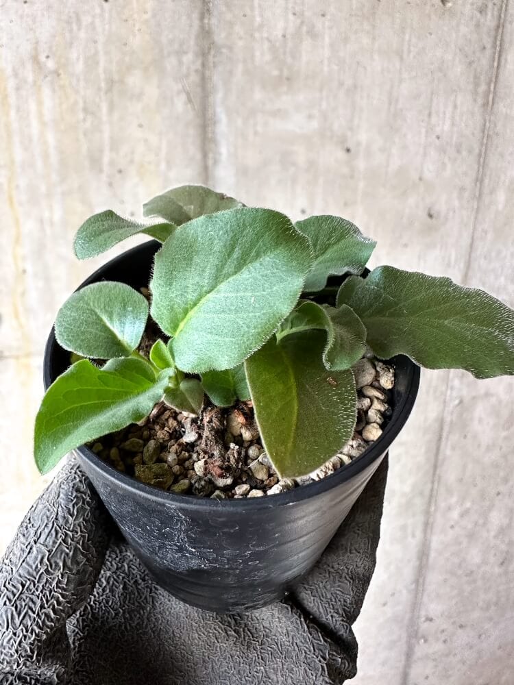 【現品限り】ペラルゴニウム・アウリツム【Q17】 Pelargonium auritum