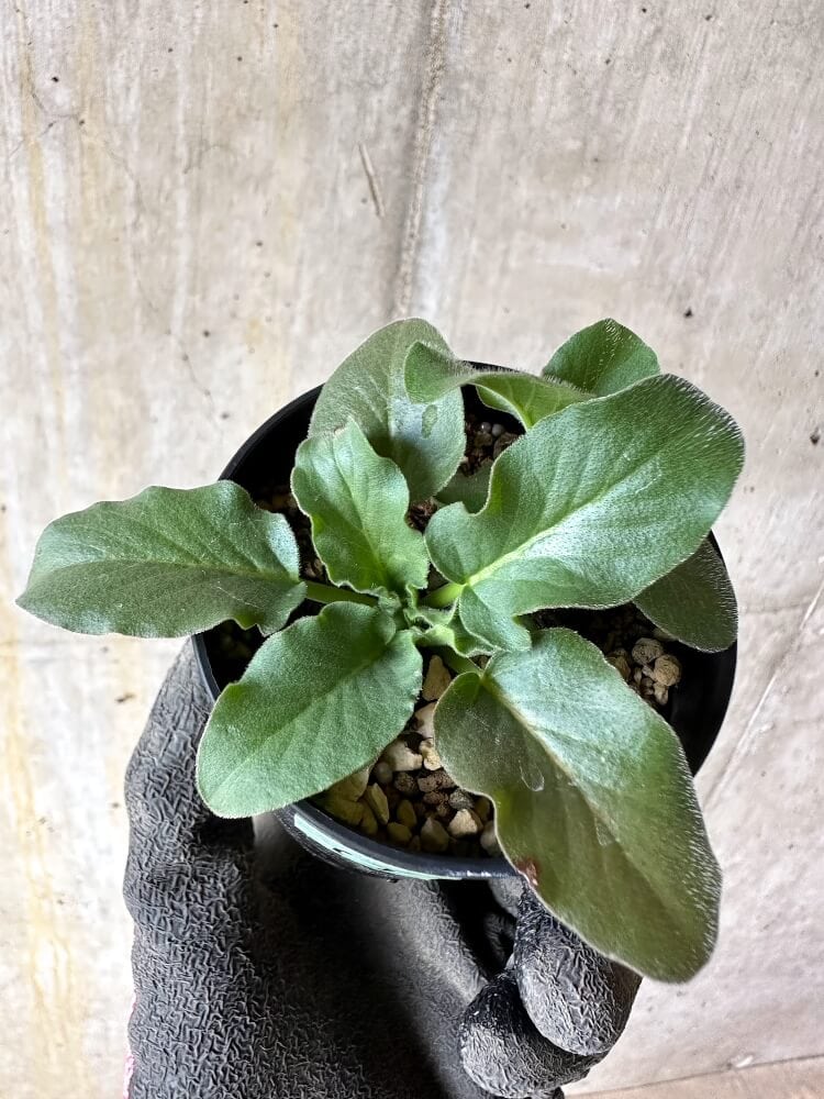 【現品限り】ペラルゴニウム・アウリツム【Q17】 Pelargonium auritum